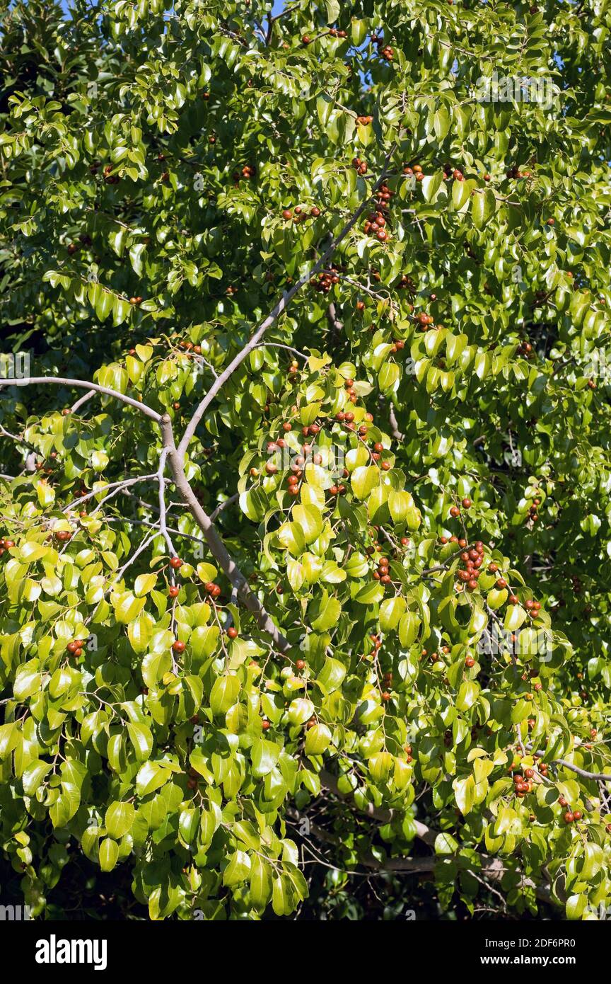 Buffalo thorn (Ziziphus mucronata) is a small tree native to South