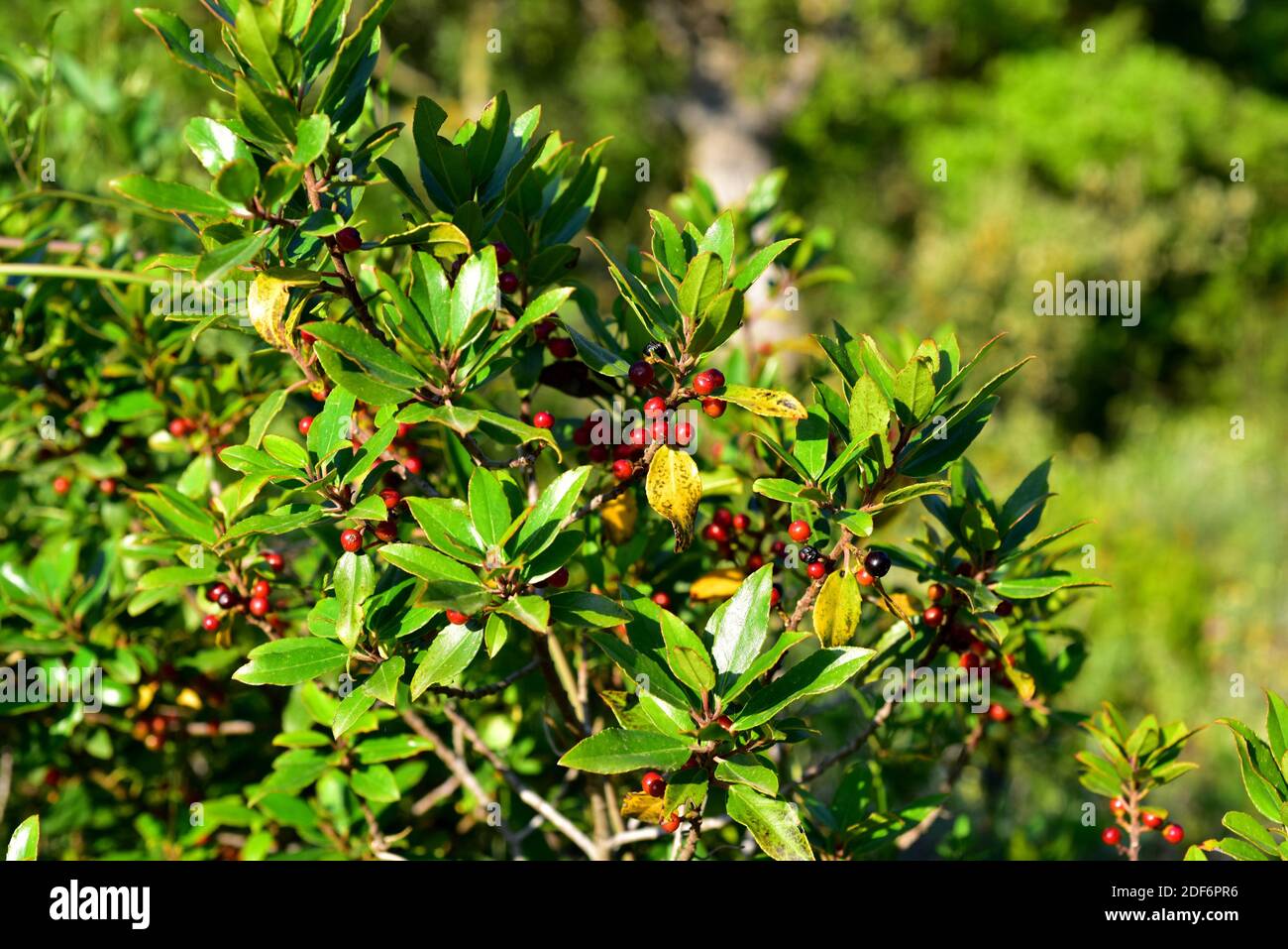 Mediterranean buckthorn (Rhamnus alaternus) is an evergreen shrub native to Mediterranean Basin. Fruits and leaves detail. This photo was taken in Stock Photo
