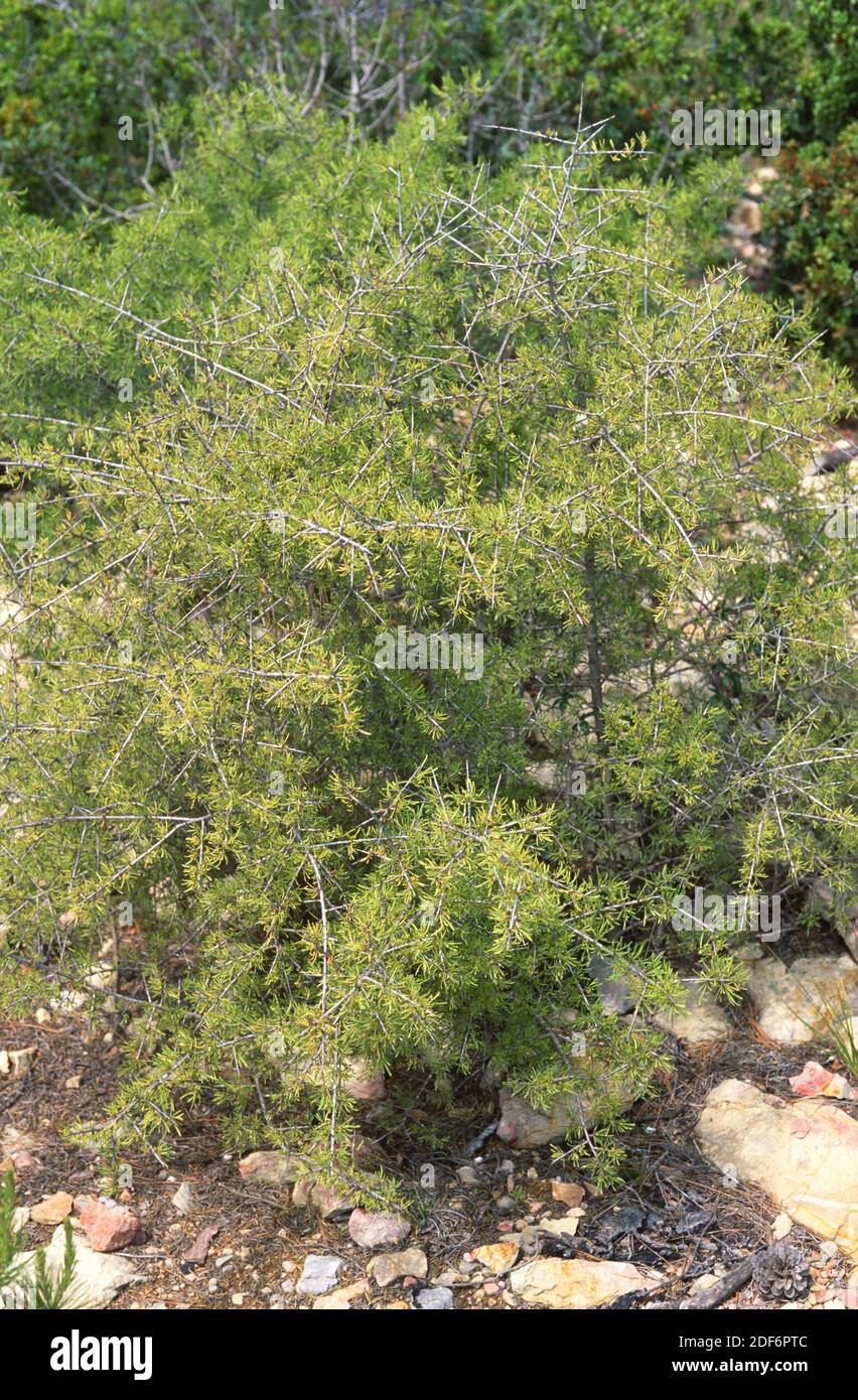 Mediterranean buckthorn (Rhamnus lycioides) is a deciduous or evergreen shrub native to Mediterranean Basin, specially in Iberian Peninsula and north Stock Photo