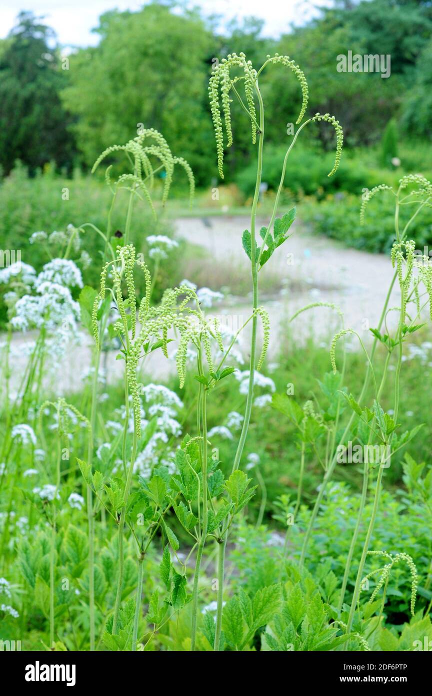 Black cohosh (Actaea racemosa or Cimicifuga racemosa) is a medicinal