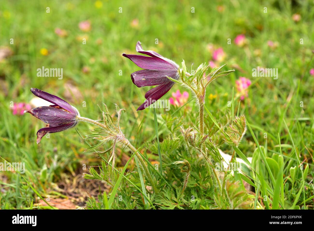 Pasque flower (Pulsatilla vulgaris hispanica or Anemone vulgaris hispanica) is a subspecies endemic to Cantabrian Mountains. This photo was taken in Stock Photo
