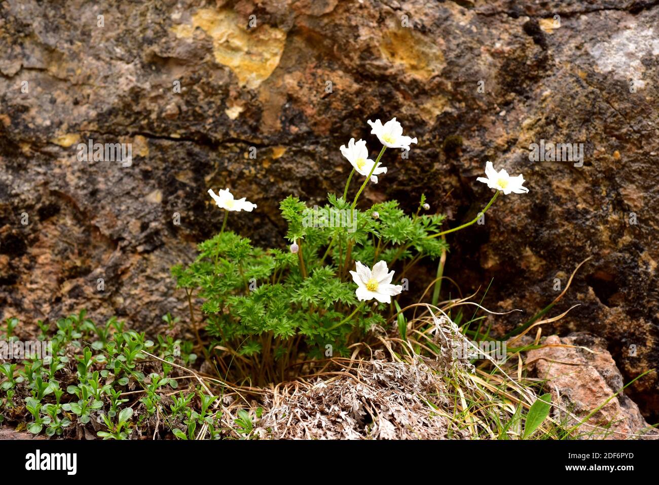Anemona cantabrica (Anemone pavoniana) is a perennial herb endemic to Cantabrian Mountains. This photo was taken in Somiedo Natural Park, Asturias, Stock Photo