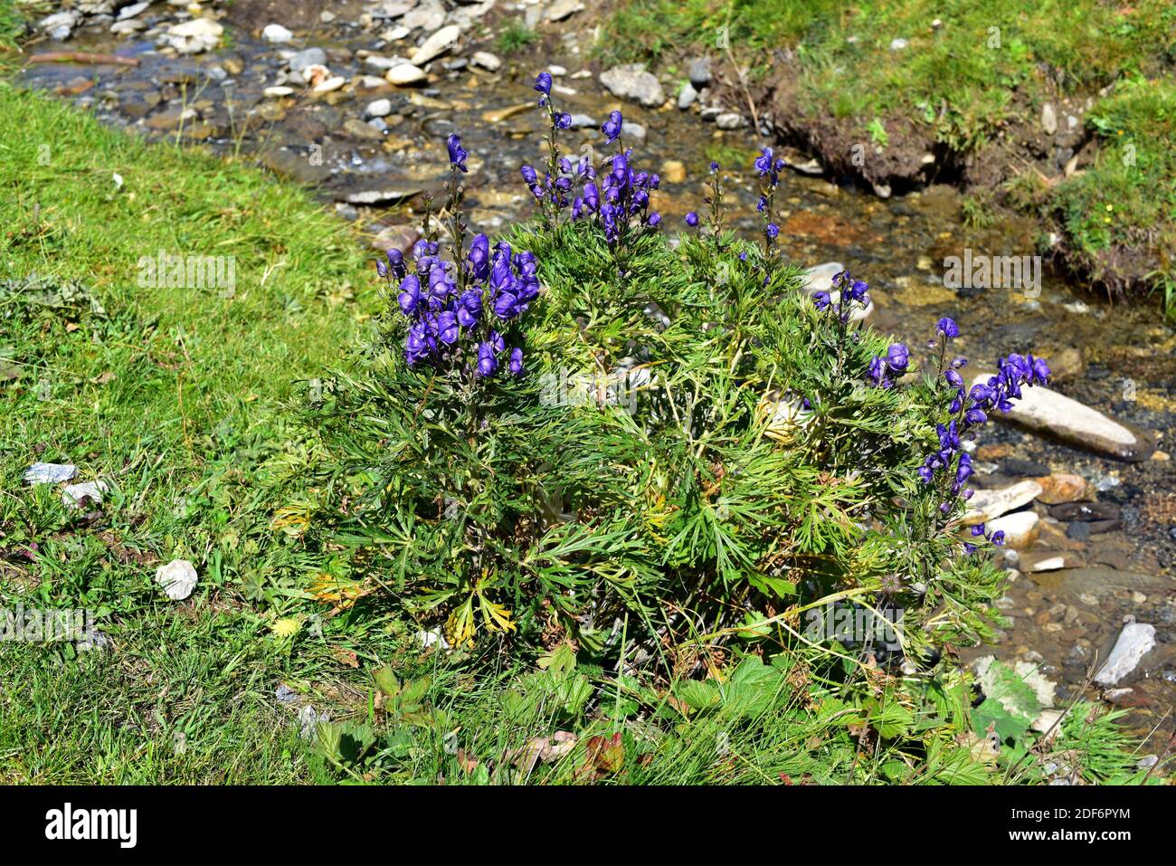 Aconite or monk's hood (Aconitum napellus) is a poisonous perennial herb endemic to western Europe. This photo was taken in Montgarri, Lleida Stock Photo