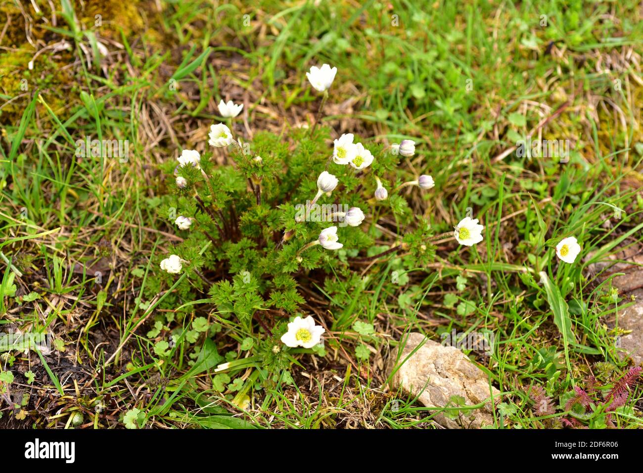Anemona cantabrica (Anemone pavoniana) is a perennial herb endemic to Cantabrian Mountains. This photo was taken in Somiedo Natural Park, Asturias, Stock Photo