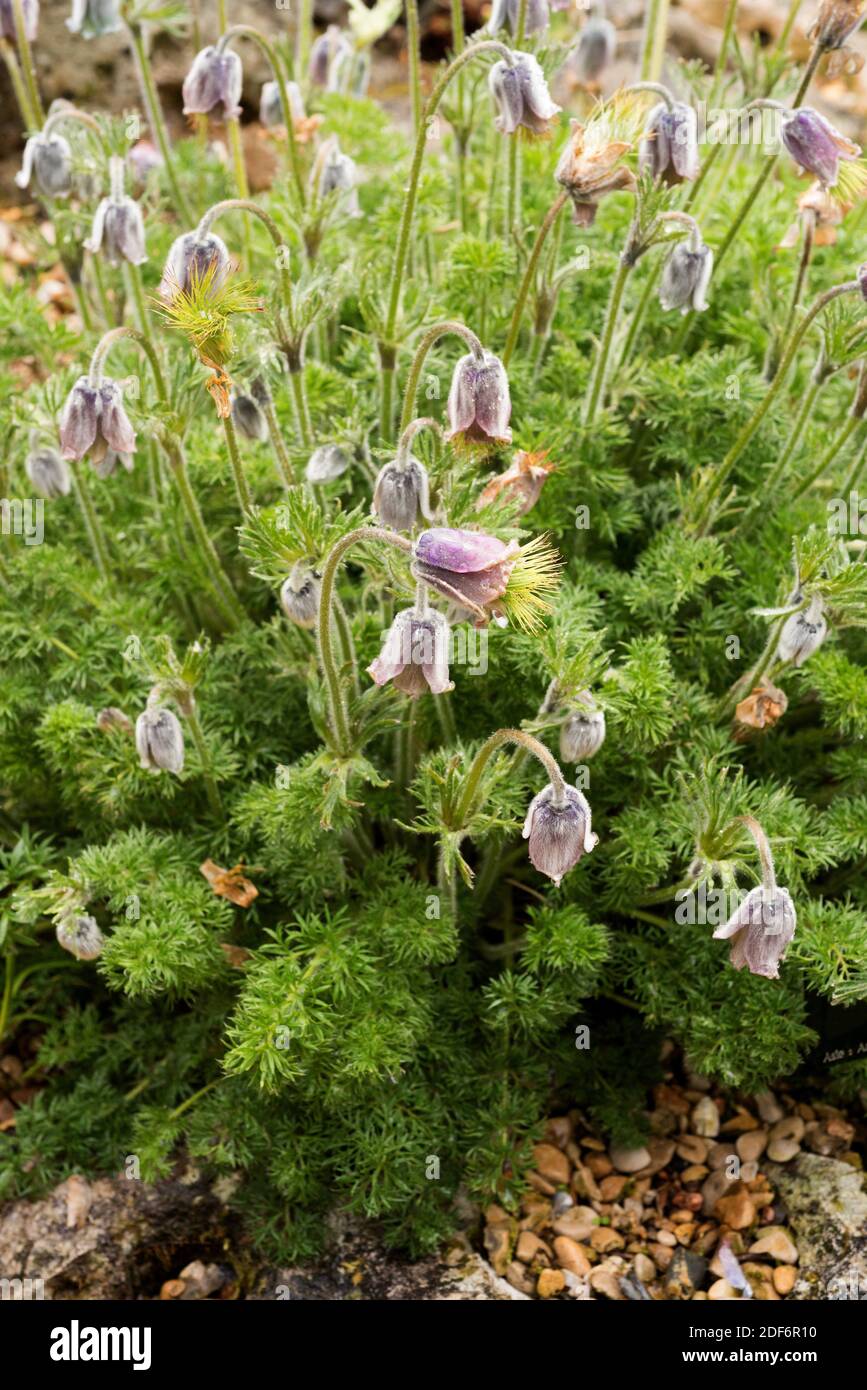 Caucasus anemone (Pulsatilla violacea) is a perennial herb native to Caucasus. Stock Photo