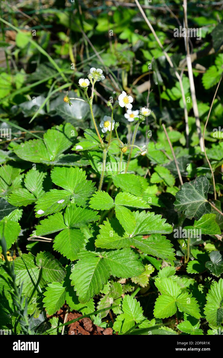 European wild strawberry (Fragaria vesca) is a perennial herb native to North Hemisphere. Its fruits are edible. This photo was taken in Valle de Stock Photo