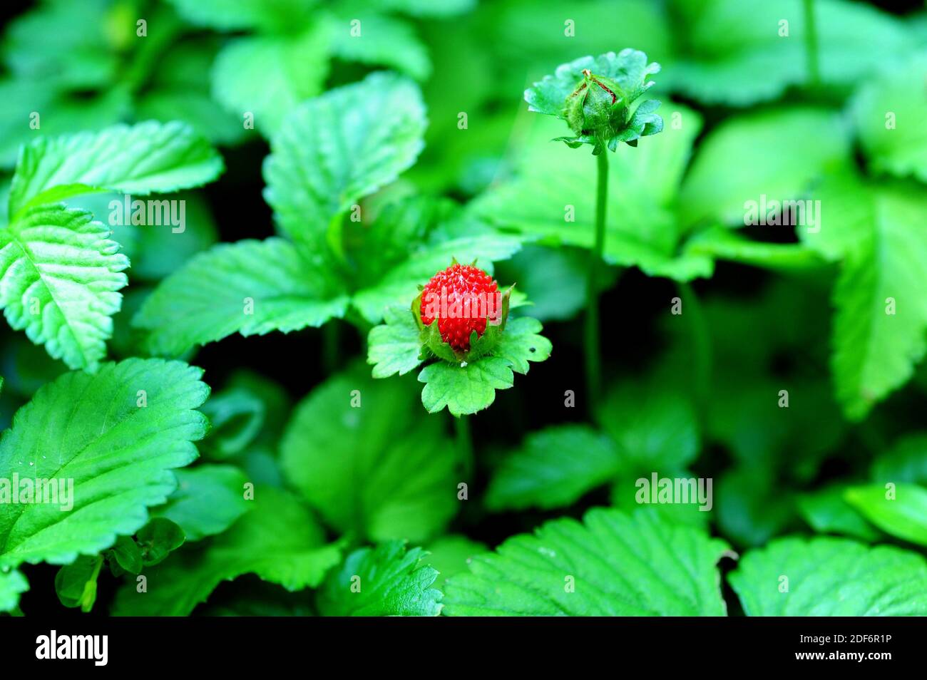 Asian flora hi-res stock photography and images - Alamy