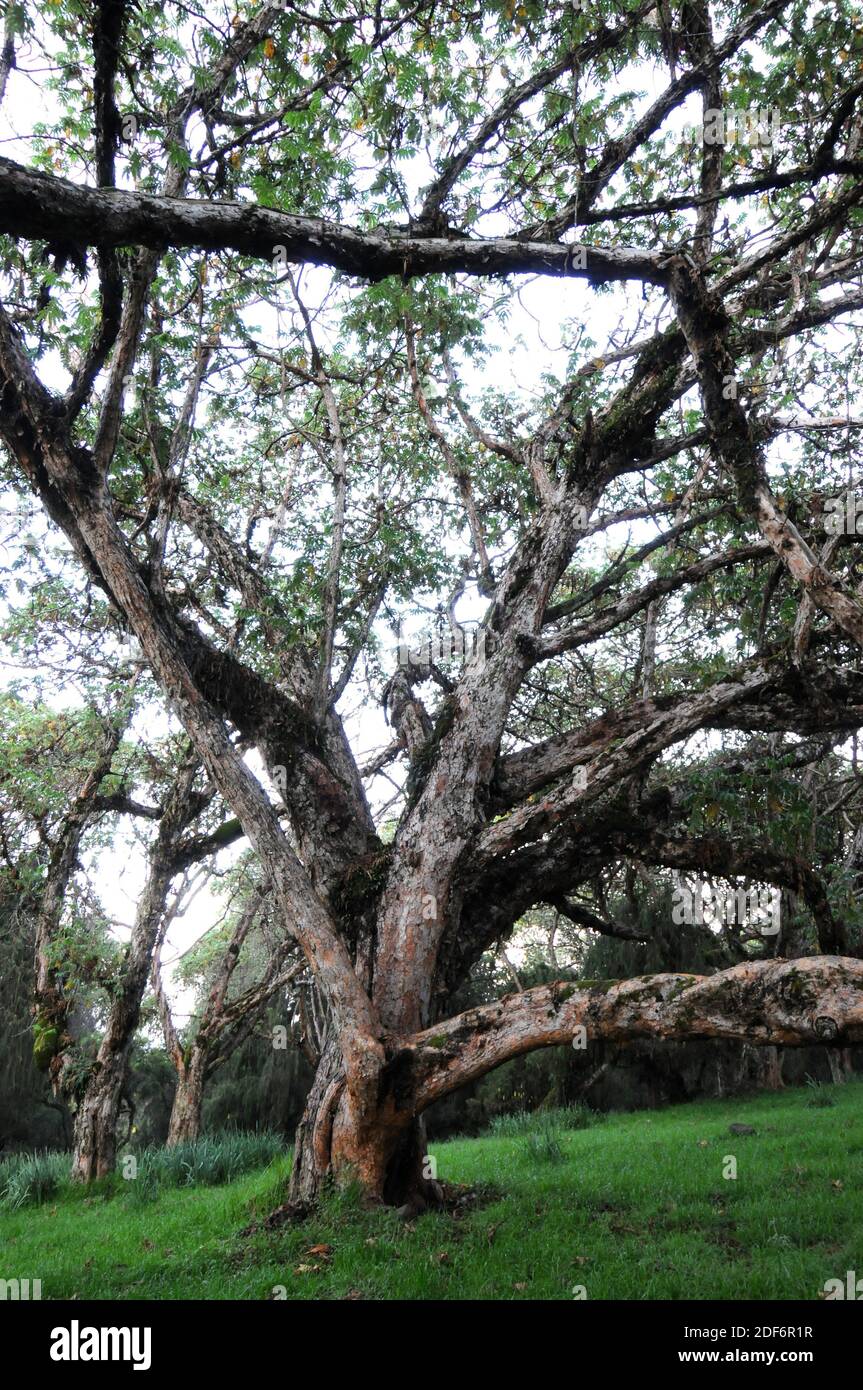 Rosewood Tree High Resolution Stock Photography and Images Alamy