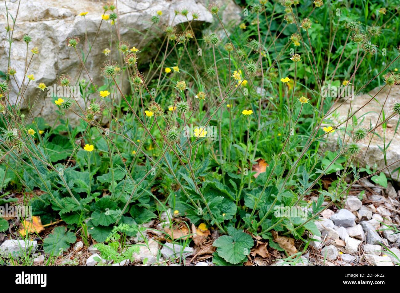 Avens (Geum sylvaticum) is a perennial herb native to Iberian Peninsula, south France and north Africa. Stock Photo