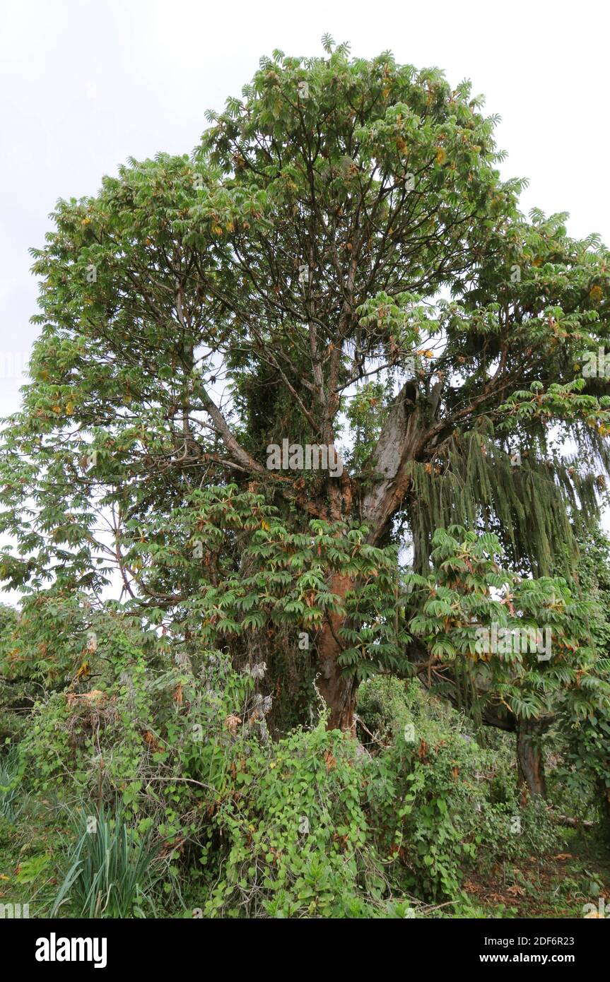 Rosewood tree hires stock photography and images Alamy