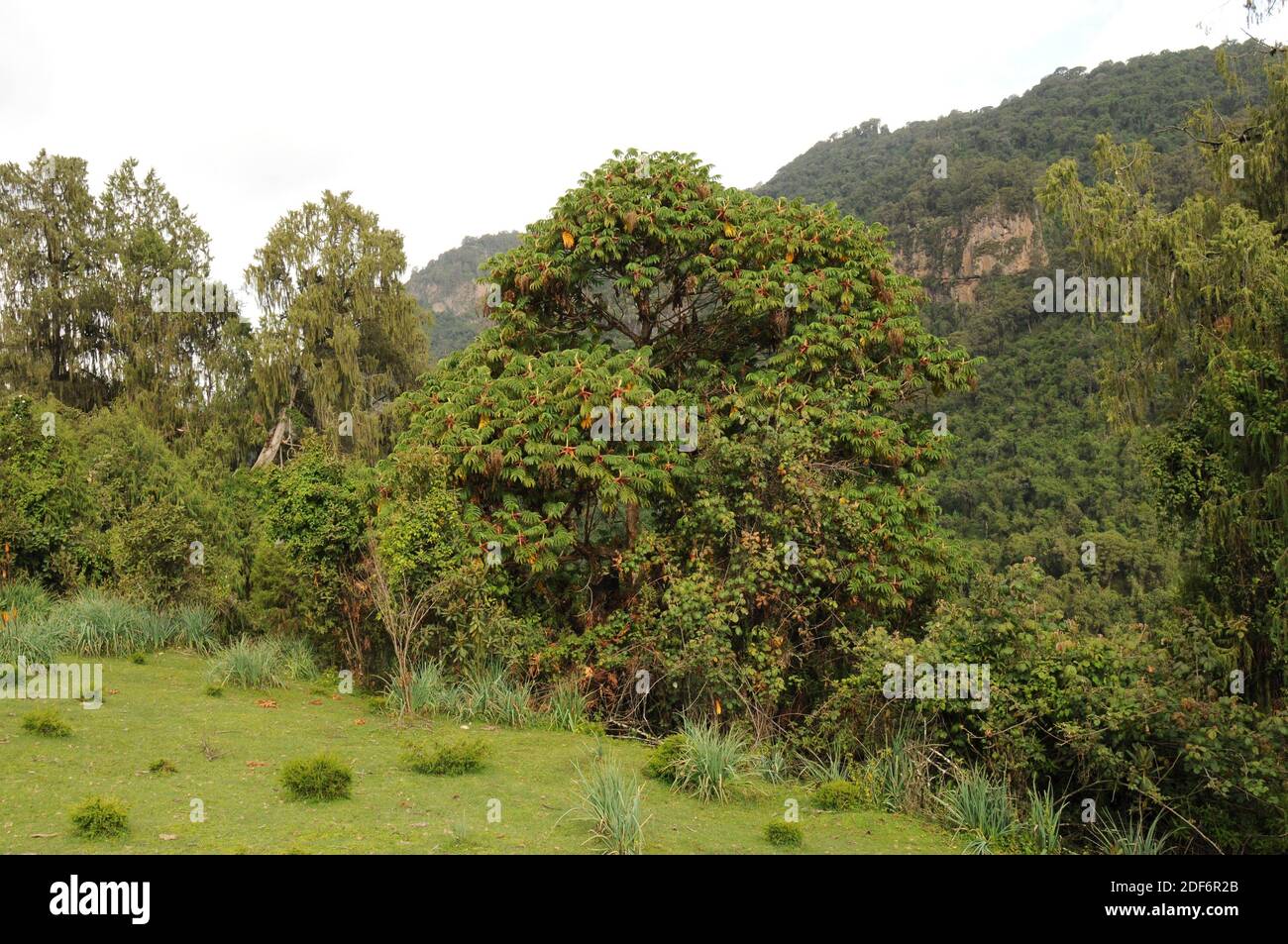 Rosewood Tree High Resolution Stock Photography and Images - Alamy