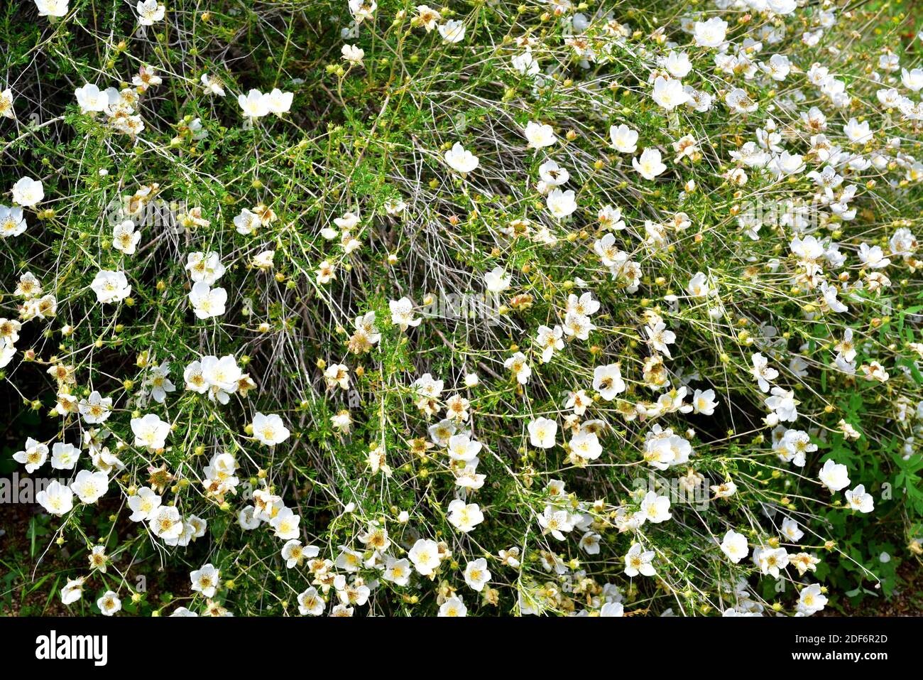 Apache plume (Fallugia paradoxa) is a shrub native to southwestern USA and northwestern Mexico. Flowers detail. Stock Photo