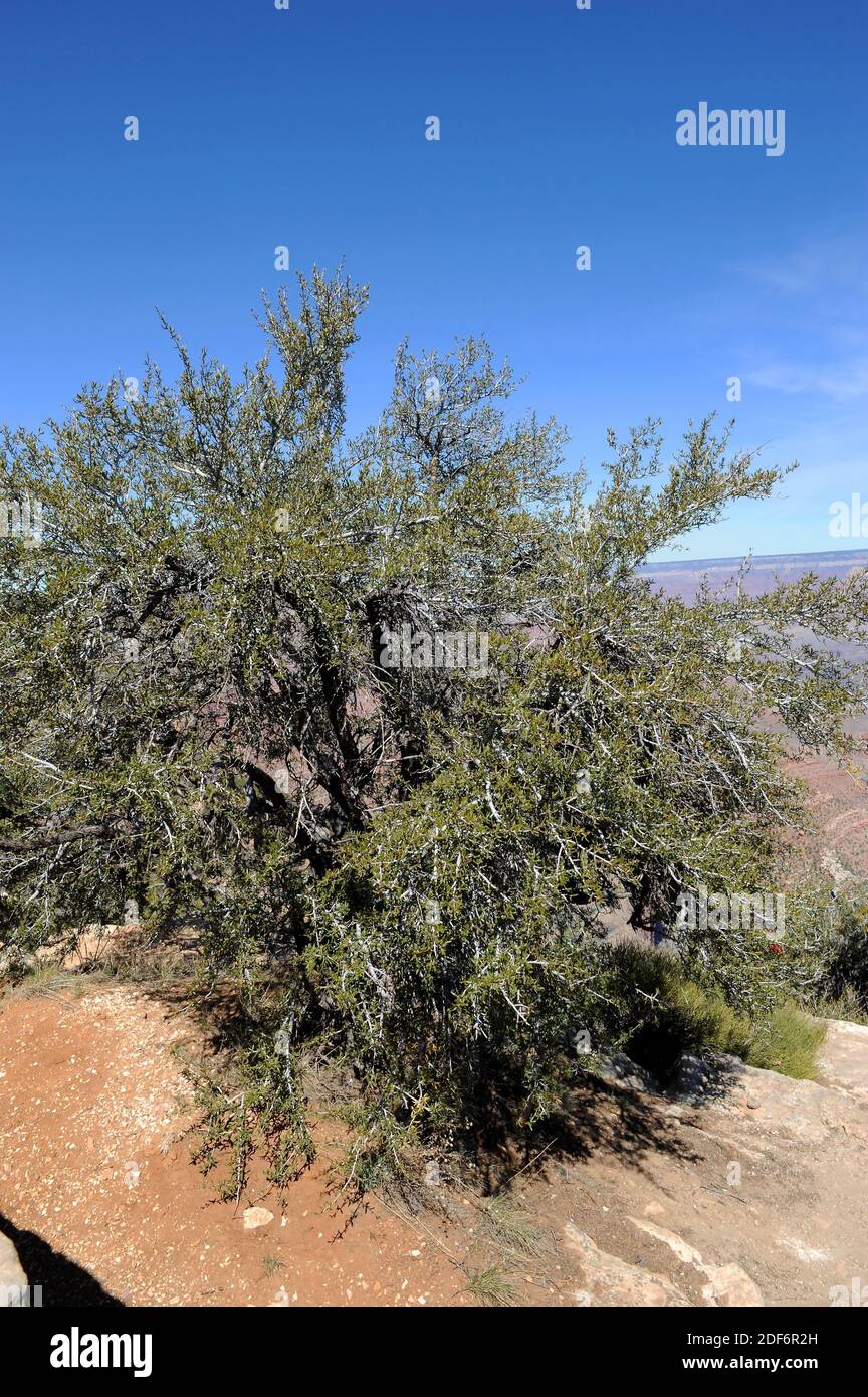 Curl-leaf mountain mahogany (Cercocarpus ledifolius or Cercocarpus hipoleucus) is a shrub or small tree native to western USA and north Mexico. This Stock Photo