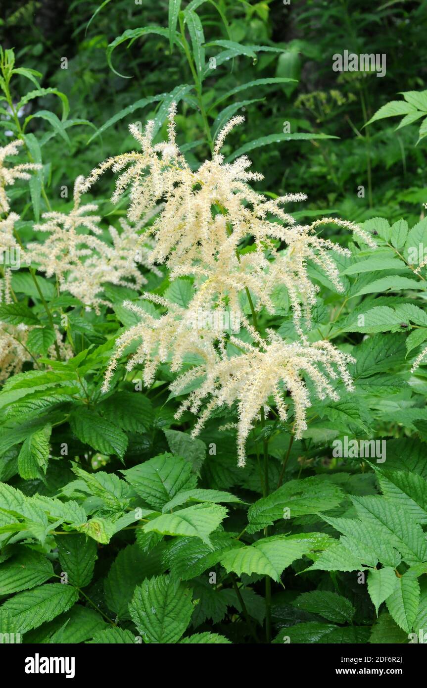 Goat's beard (Aruncus dioicus) is a perennial herb native to central and south Europe mountains, North America and Asia. This photo was taken in Stock Photo