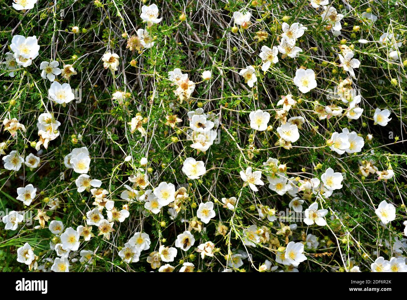 Apache plume (Fallugia paradoxa) is a shrub native to southwestern USA