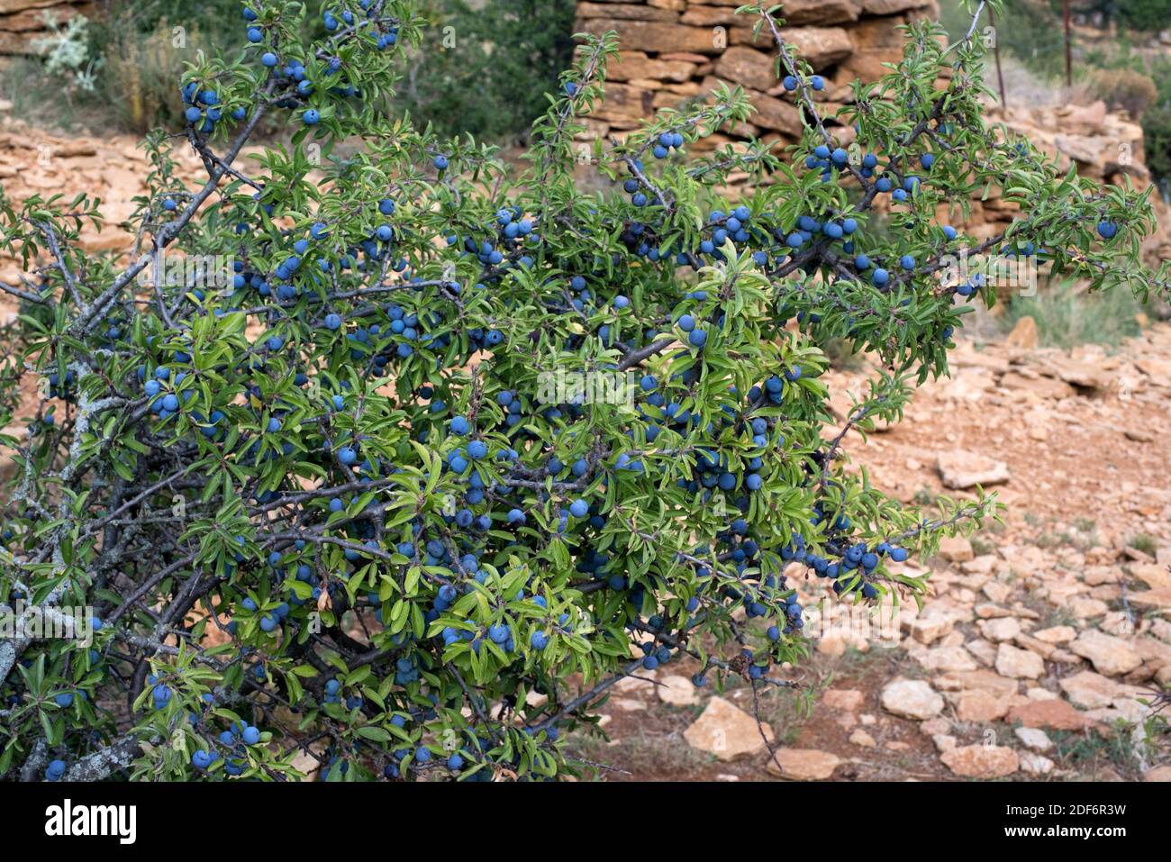 Sloe or blackthorn (Prunus spinosa) is a prickly deciduous shrub native to Mediterranean Basin. Its fruits (drupes) are used to aromatize liquors. Stock Photo