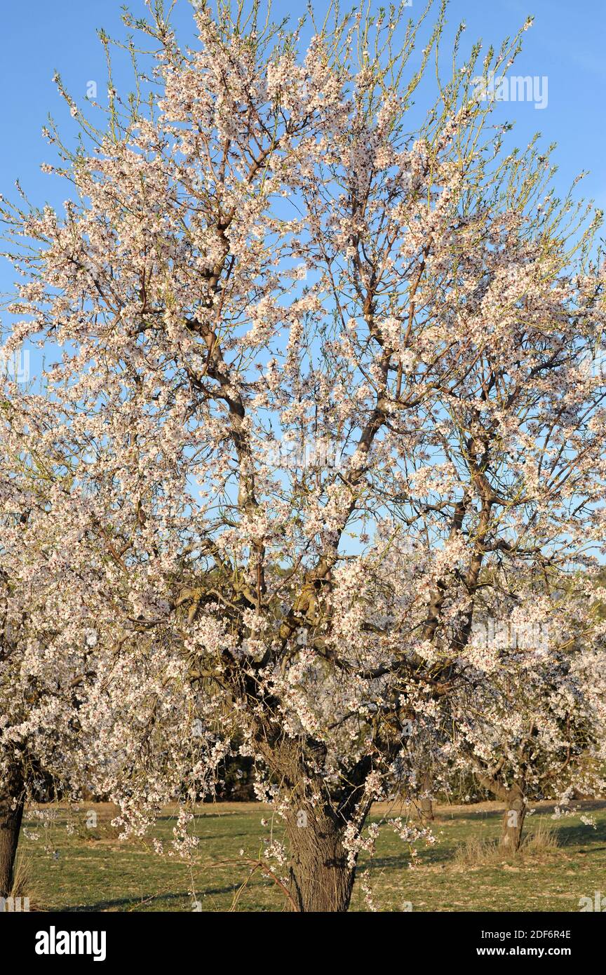 Almond (Prunus dulcis or Prunus amygdalus) is a deciduous tree native ...