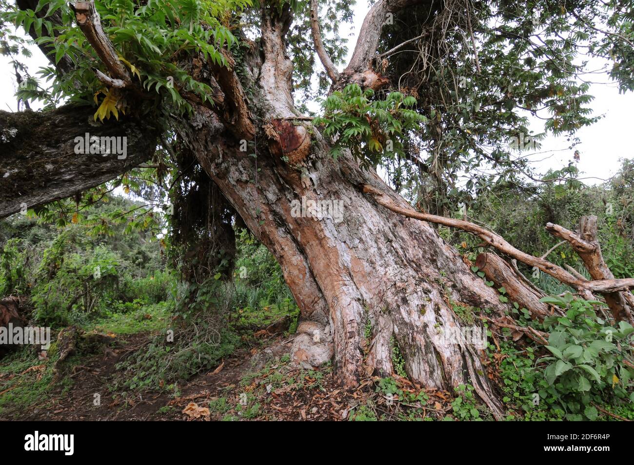 Rosewood tree hires stock photography and images Alamy
