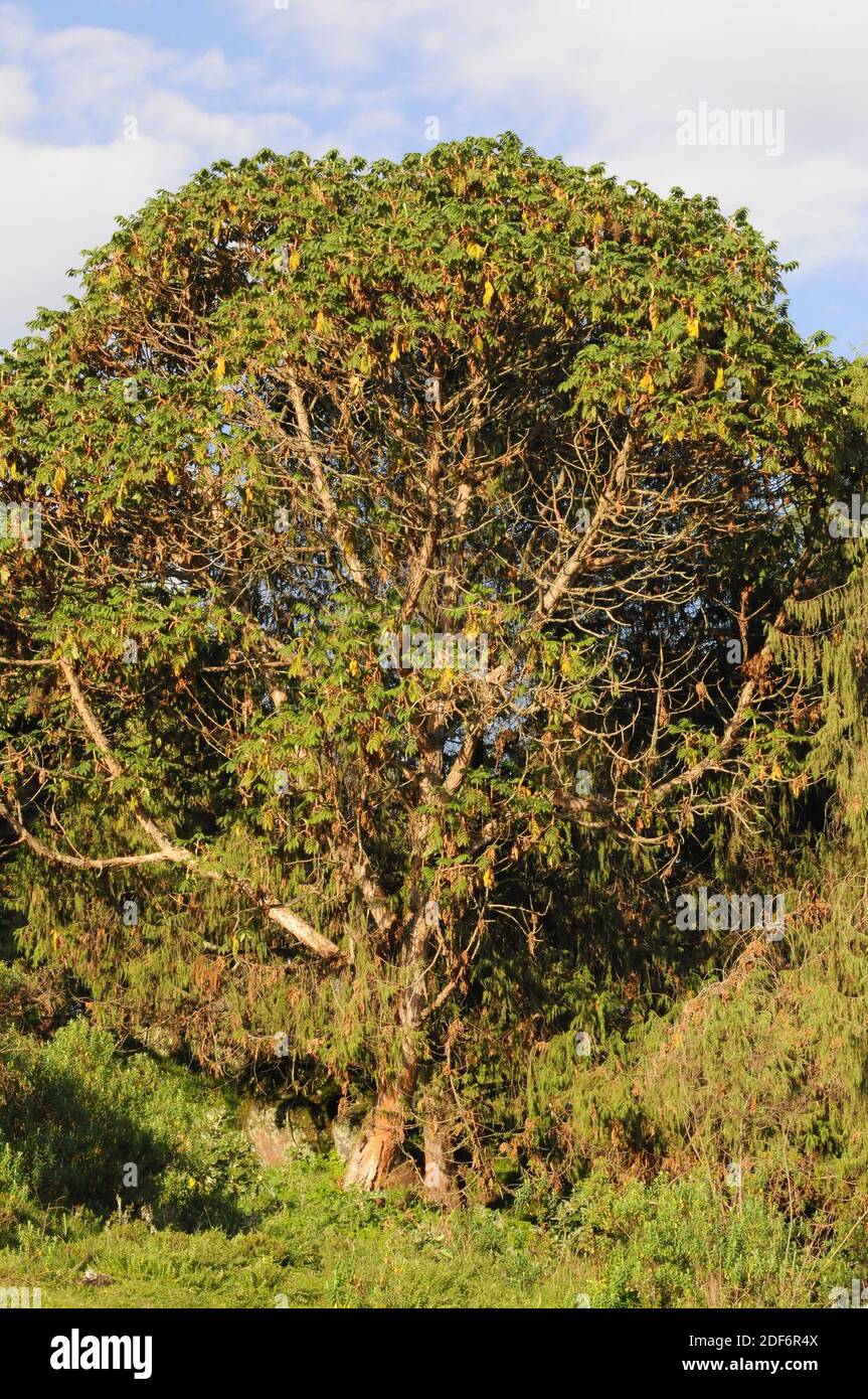 Rosewood Tree High Resolution Stock Photography and Images Alamy