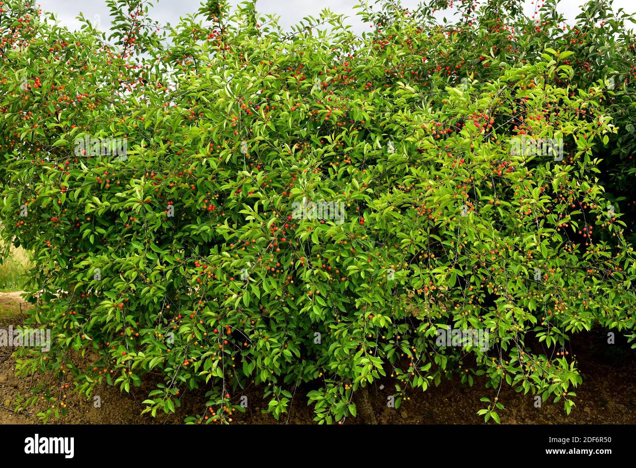 Sour cherry (Prunus cerasus) is a deciduous shrub native to Europe and western Asia. Its fruits (drupes) are edible but more acidic than sweet cherry Stock Photo