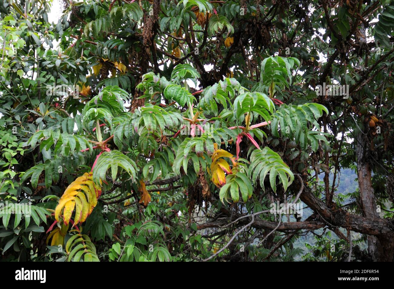 Rosewood tree hires stock photography and images Alamy