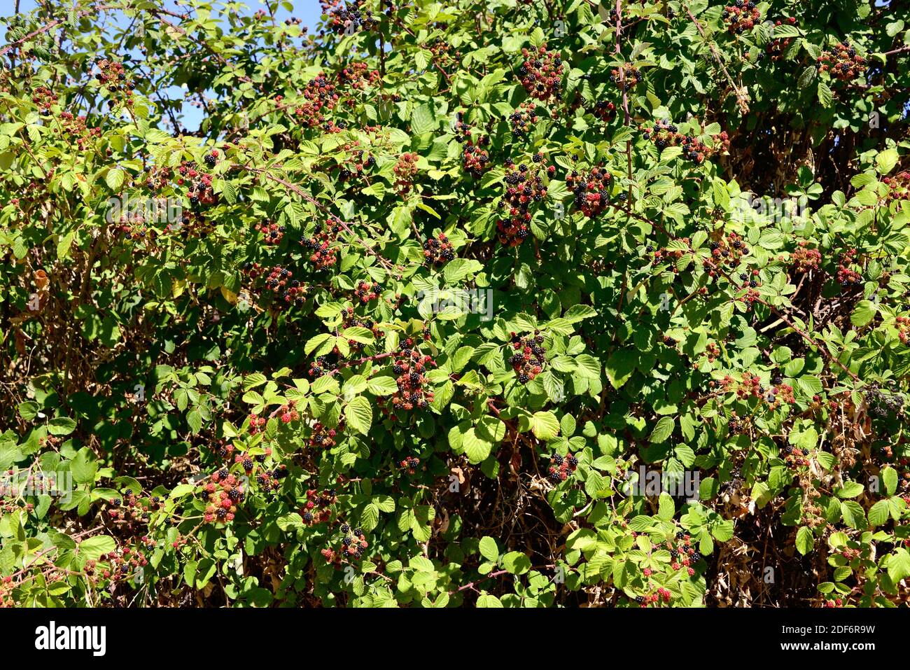 Elmleaf blackberry (Rubus ulmifolius) is a deciduous shrub native to Mediterranean Basin and United Kingdom. Its fruits (polidrupes) are edible. This Stock Photo
