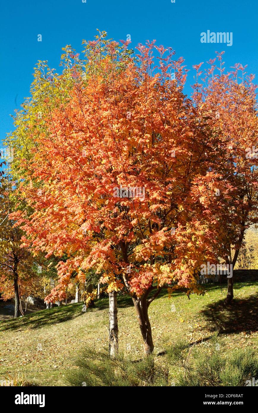 Rowan or mountain-ash (Sorbus aucuparia) is a deciduous tree native to Eurasia and north Africa. This photo was taken in La Cerdanya, Girona Stock Photo