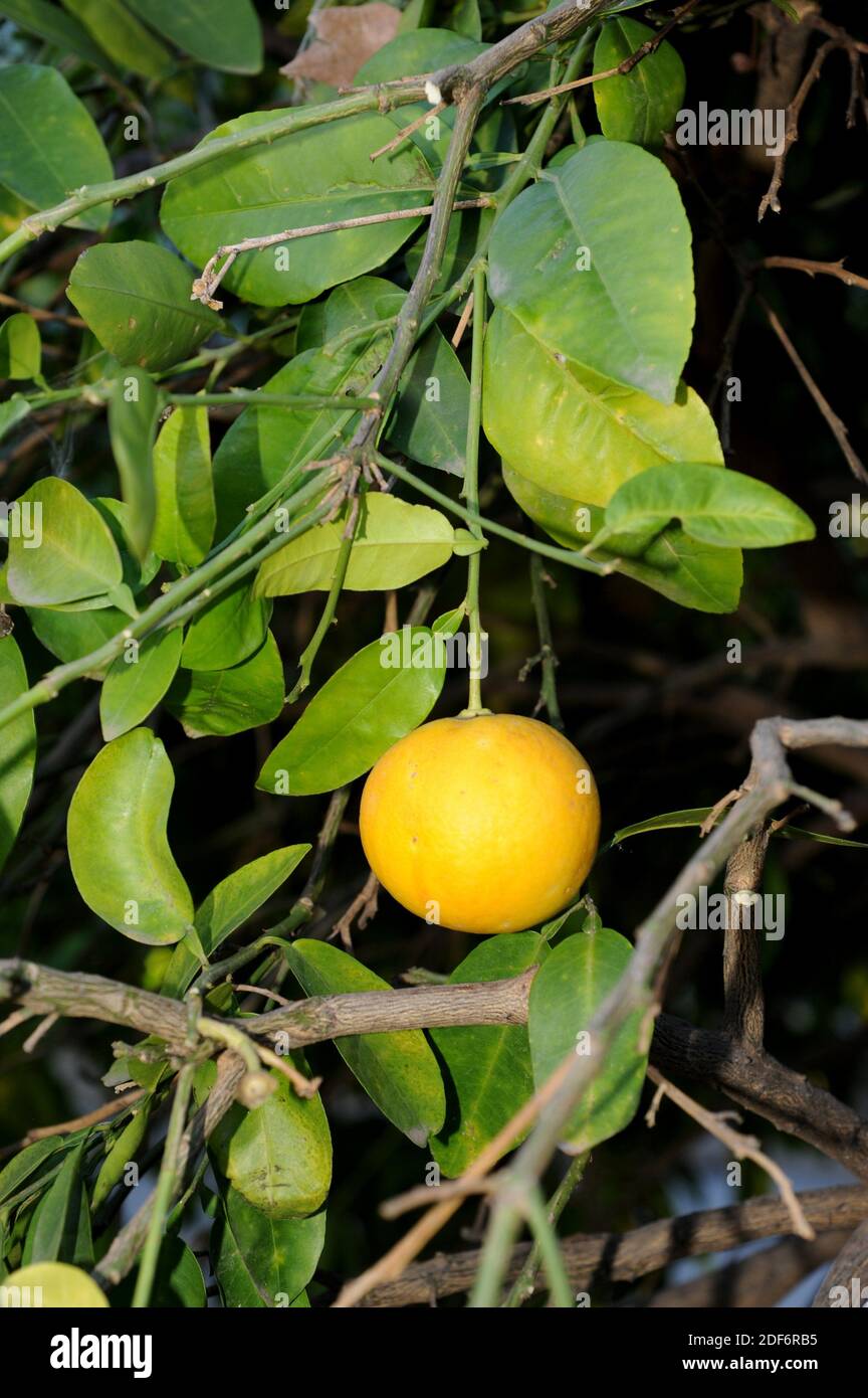 Pomelo (Citrus maxima or Citrus grandis) is a small tree native to south Asia. Its fruits are edible. Stock Photo