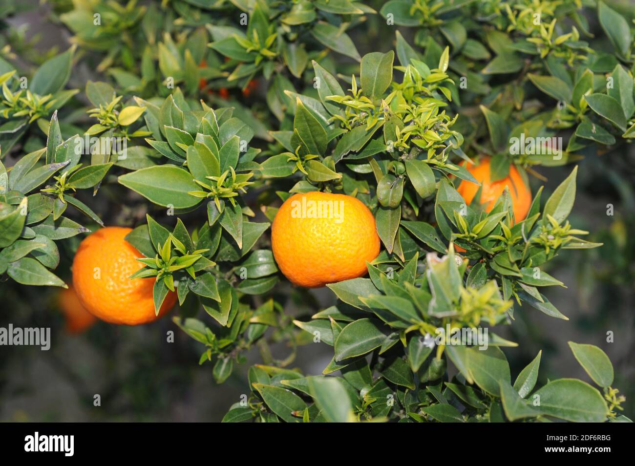 Mandarin orange (Citrus reticulata clementina) is a small tree native to south China. Its fruits (mandarines) are edible. Fruits and leaves detail. Stock Photo