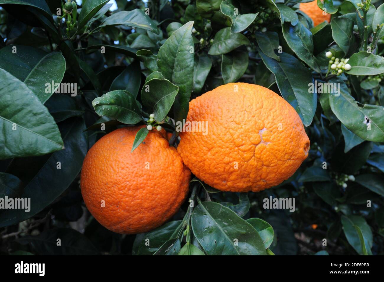 Bitter orange (Citrus x aurantium) is a hybrid between Citrus maxima and Citrus reticulata. Its fruits are used to elaborate marmalade. Fruits and Stock Photo