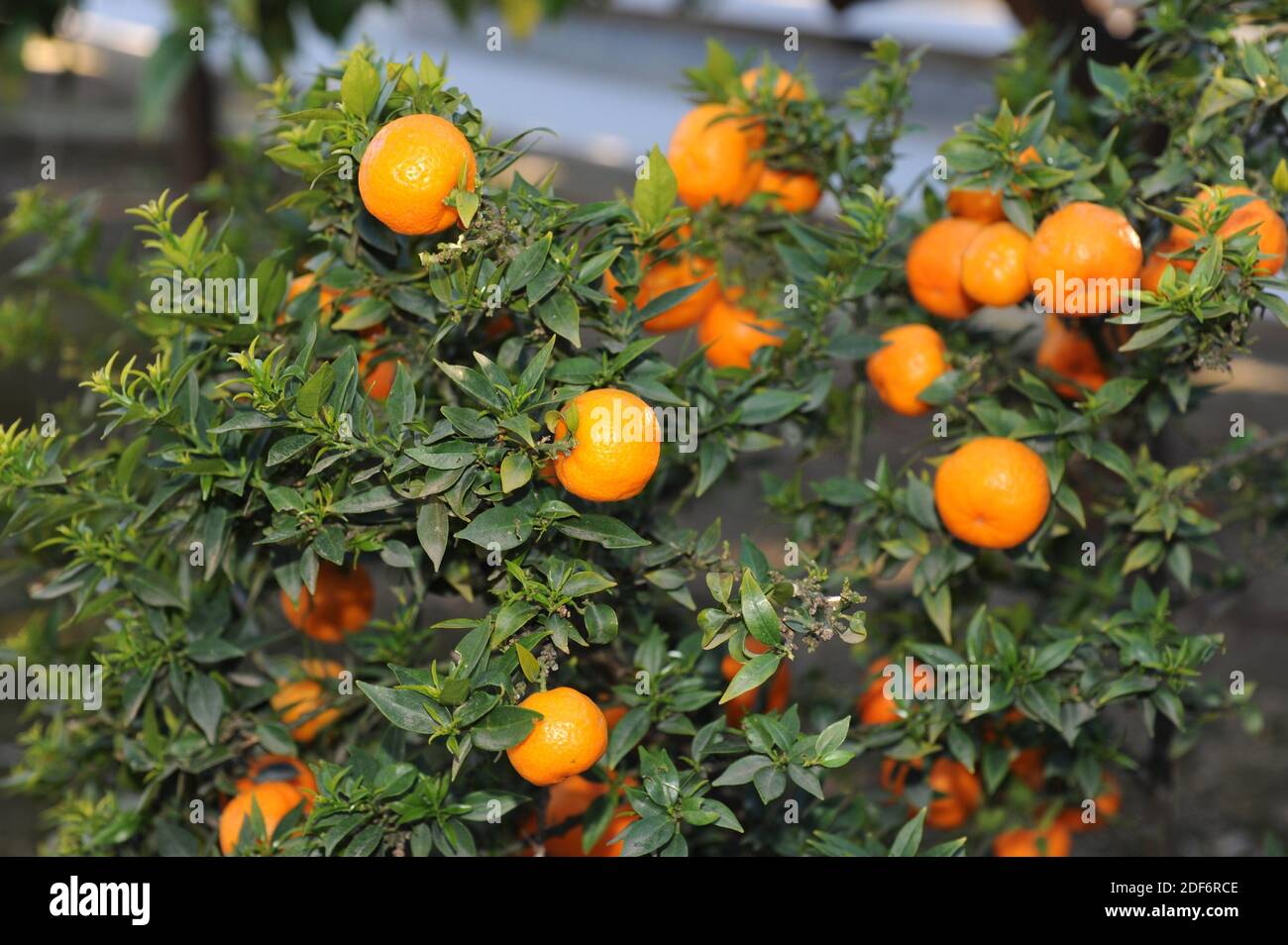 Myrtle-leaved orange tree (Citrus myrtifolia) is a shrub with samall leaves and fruits richs in essential oils. Fruits and leaves detail. Stock Photo