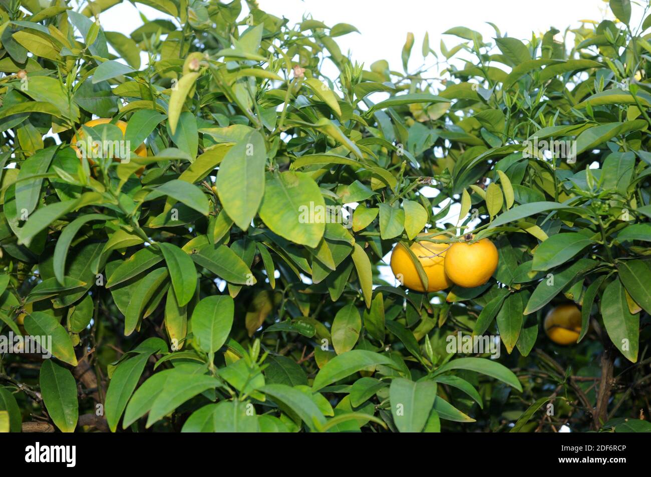Pomelo (Citrus maxima or Citrus grandis) is a small tree native to south Asia. Its fruits are edible. Stock Photo
