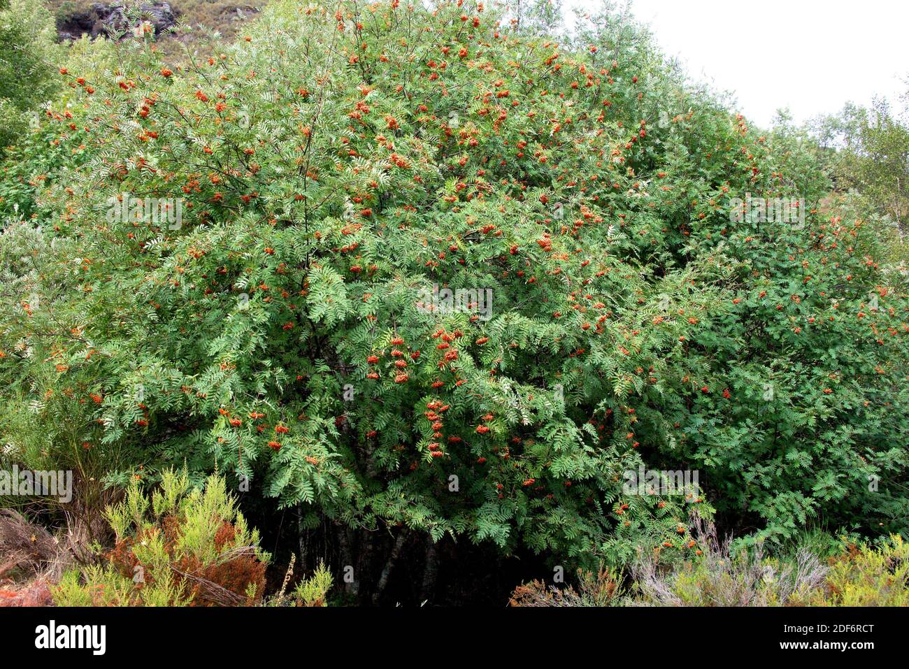 Mountain ash hires stock photography and images Alamy