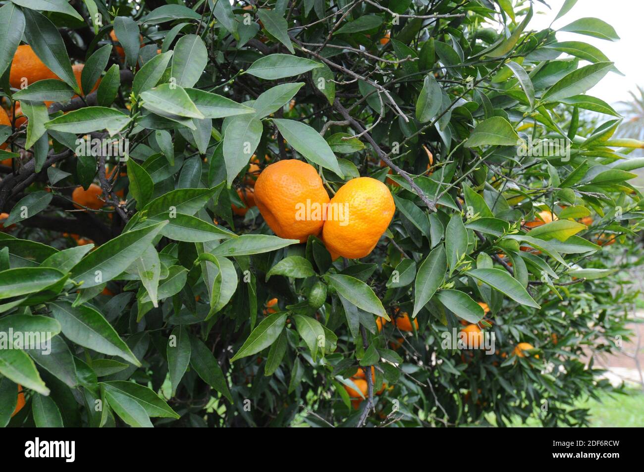 Mandarin orange (Citrus reticulata) is a small tree native to south China. Its fruits (mandarines) are edible. Fruits and leaves detail. Stock Photo