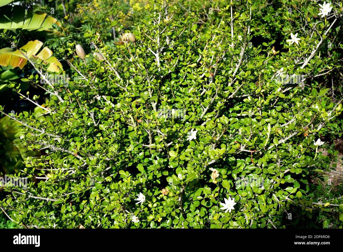 Forest gardenia or tree gardenia (Gardenia thunbergia) is a shrub endemic to southern Africa. Stock Photo