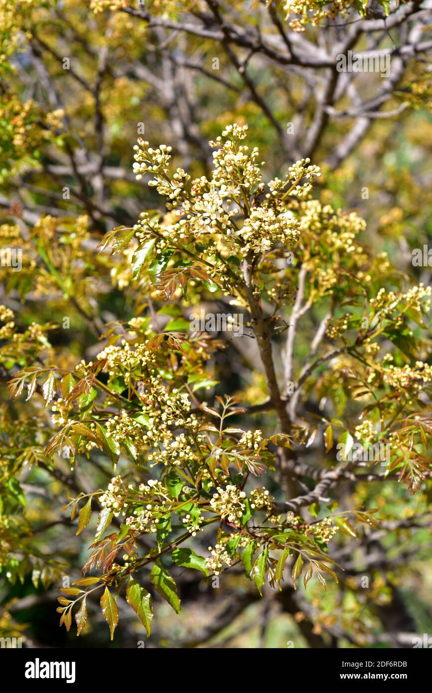 Horsewood or maggot killer (Clausena anisata) is a medicinal small tree