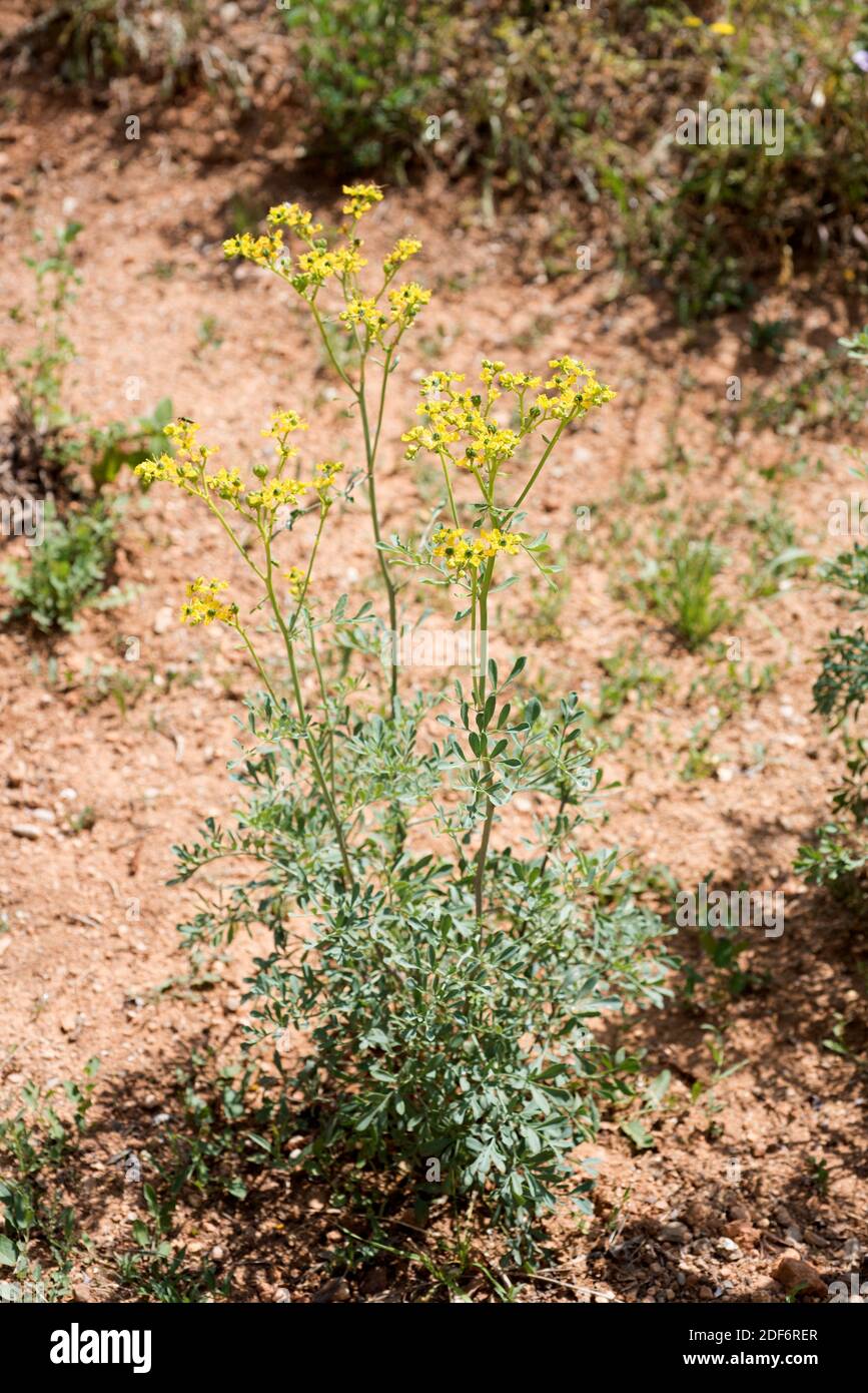 Common rue (Ruta graveolens) is a medicinal and toxic perennial herb native to Balkan Peninsula. Stock Photo