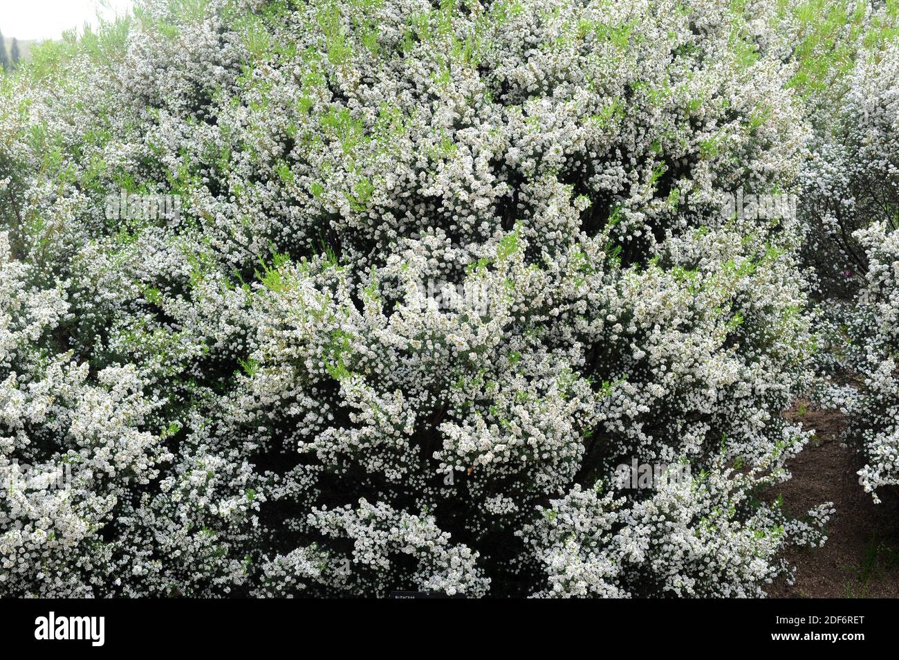 White confetti bush (Coleonema album) is a compact shrub native to South Africa. Stock Photo
