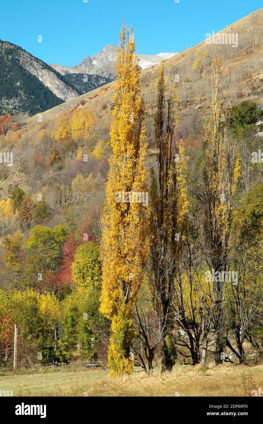 Black poplar (Populus nigra) is a deciduous tree native to central and