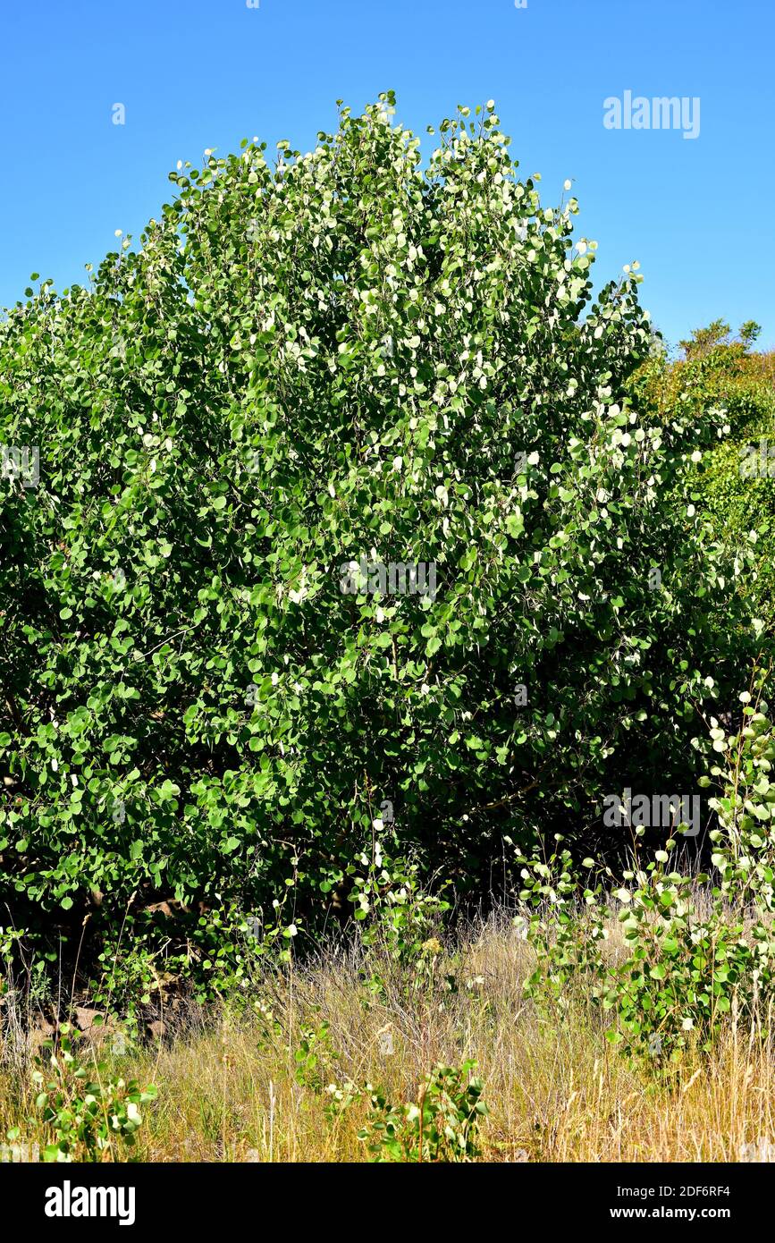 Aspen (Populus tremula) is a deciduous tree native to Eurasia. This photo was taken in Bohuslan, Sweden. Stock Photo