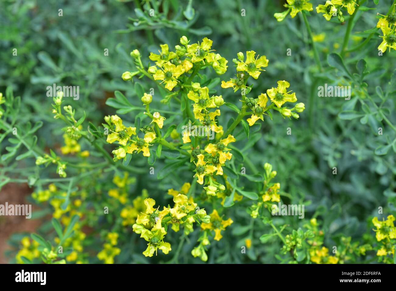 Common rue (Ruta graveolens) is a medicinal and toxic perennial herb native to Balkan Peninsula. Flowers and fruits detail. Stock Photo