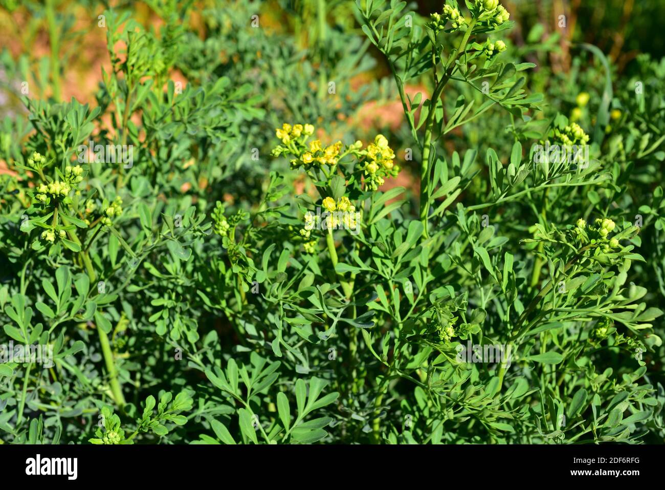 Common rue (Ruta graveolens) is a medicinal and toxic perennial herb native to Balkan Peninsula. Flowers and leaves detail. Stock Photo