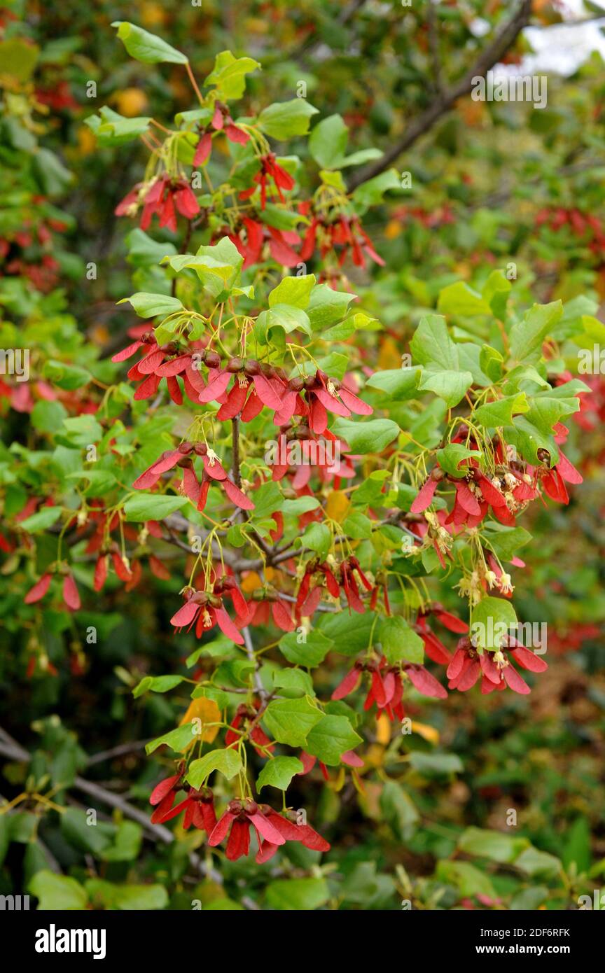 Acer obtusifolium hires stock photography and images Alamy