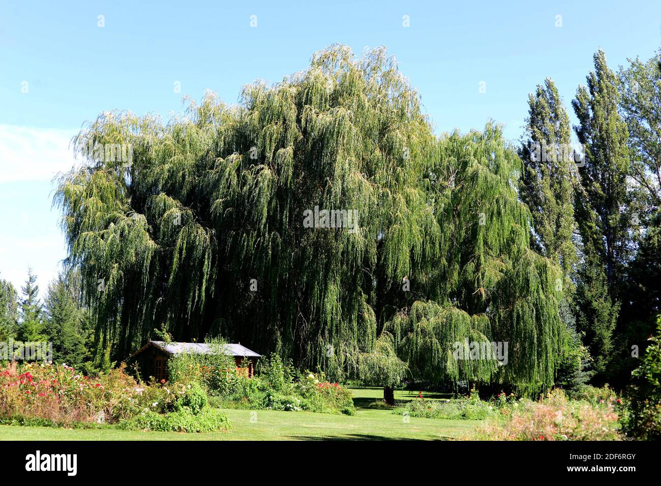 Babylon willow or weeping willow (Salix babylonica) is an ornamental deciduous tre native to China. This photo was taken in Mave, Palencia province, Stock Photo
