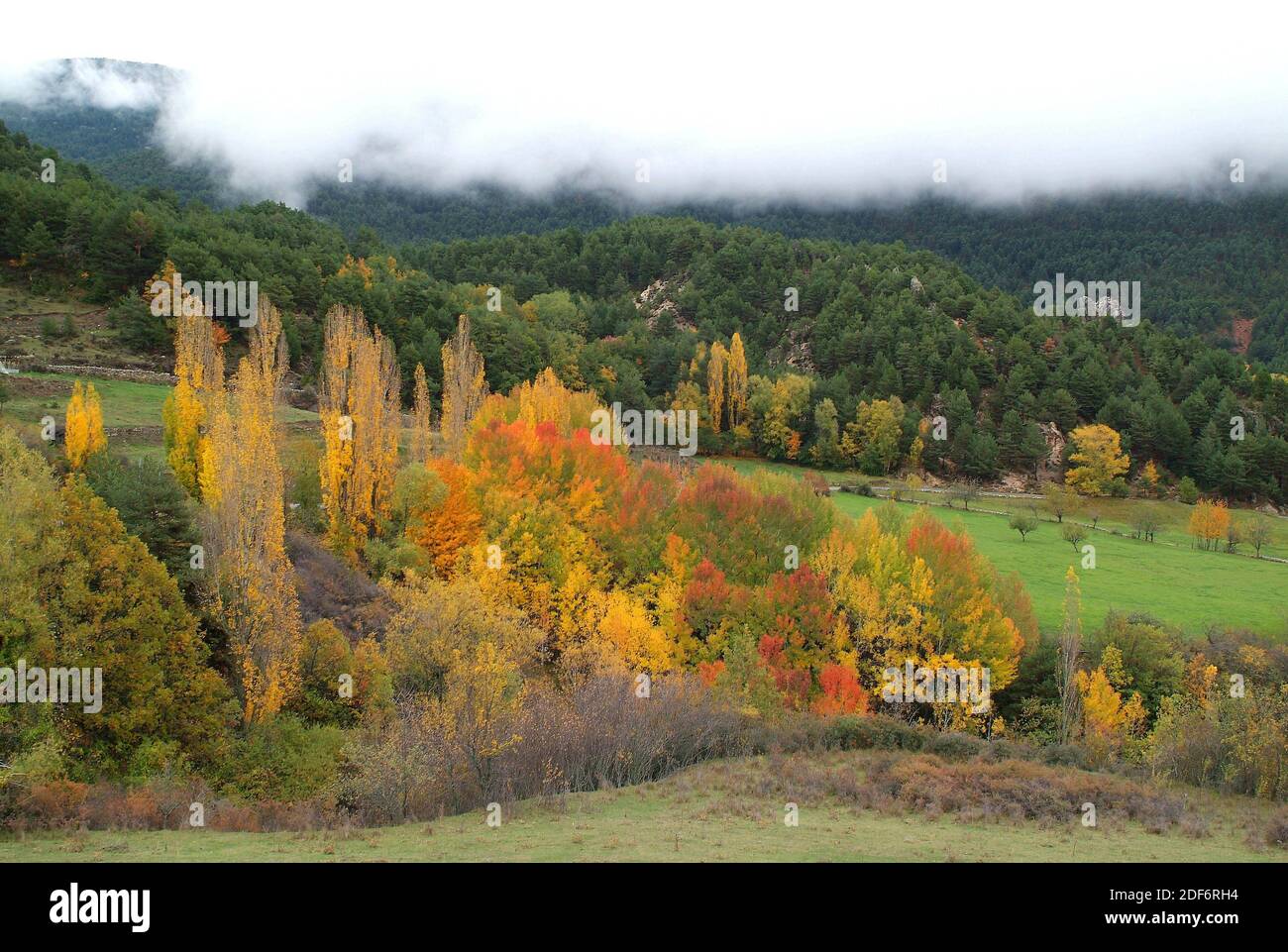Black poplar (Populus nigra) and aspen (Populus tremula) ar a deciduous
