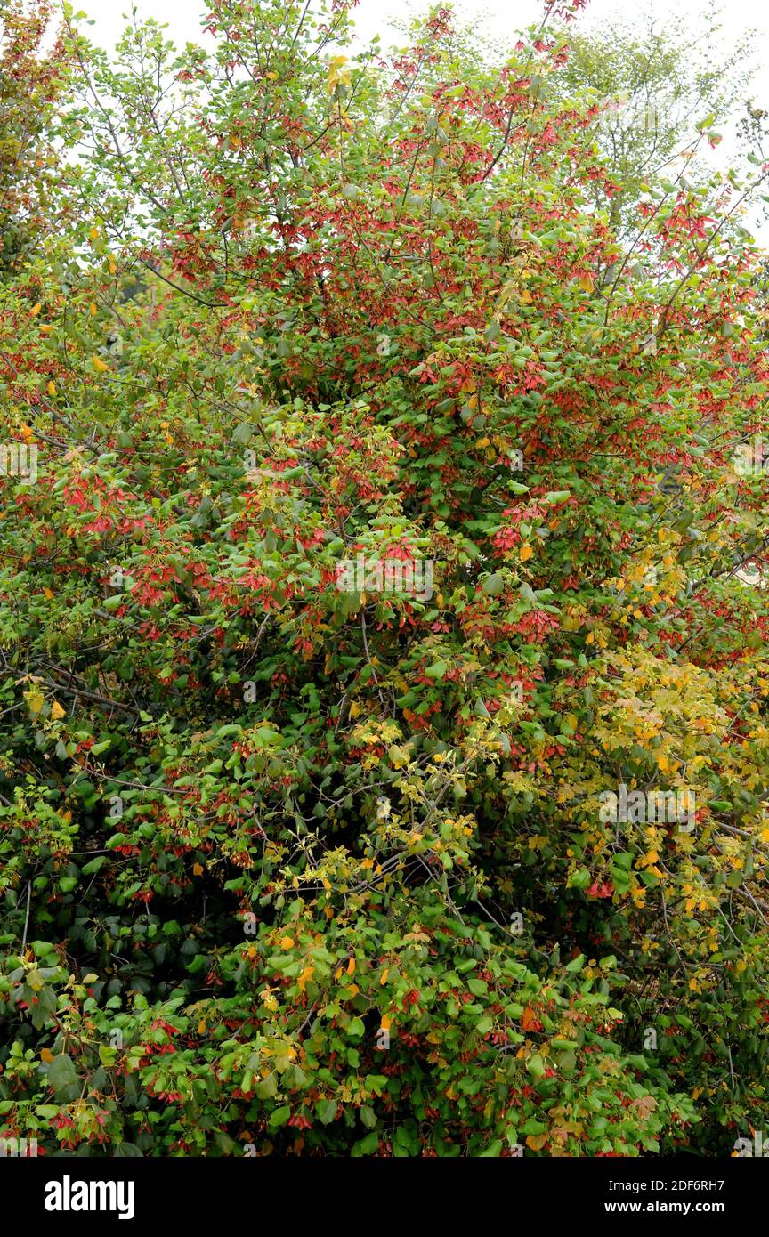 Syrian maple (Acer obtusifolium) is an evergreen shrub native to Syria