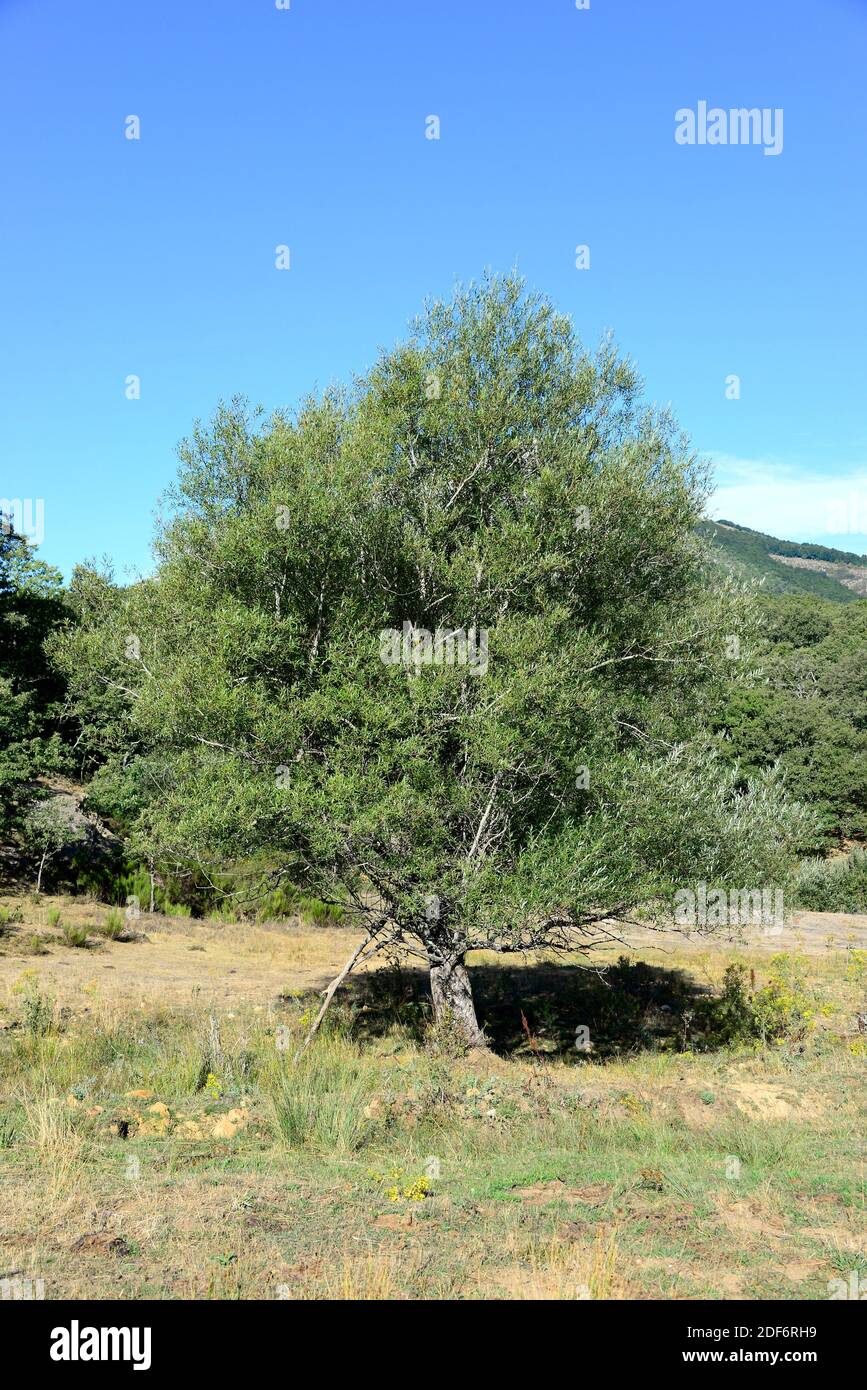 White willow (Salix alba) is a medicinal deciduous tree native to central and south Europe, northwest Africa and western Asia. This photo was taken Stock Photo