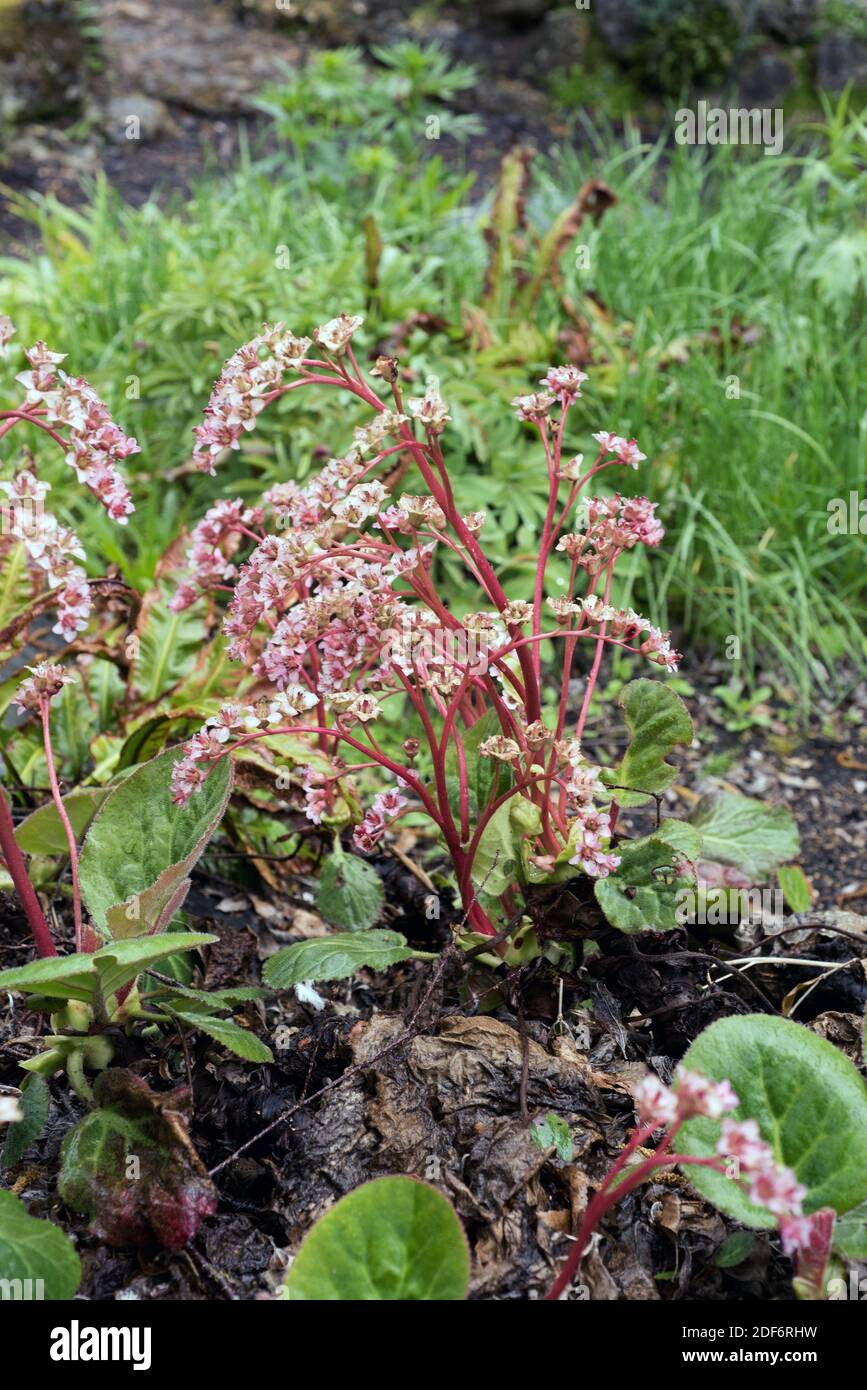 Hairy Bergenia (Bergenia ciliata) is a medicinal plant native to Afghanistan, north India and Tibet. Stock Photo