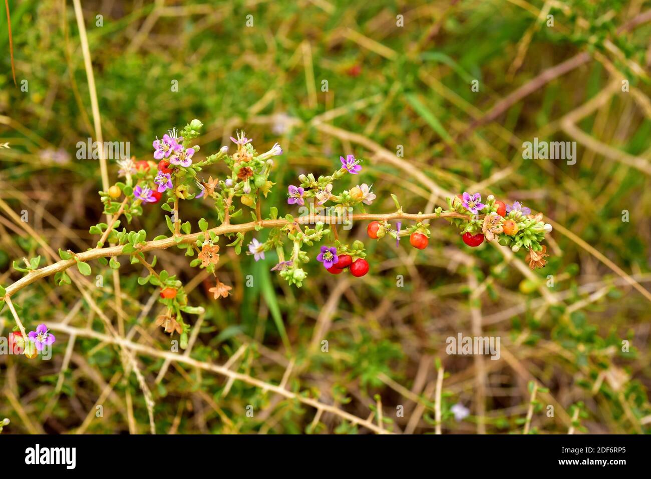Mexico desert plant hi-res stock photography and images - Alamy