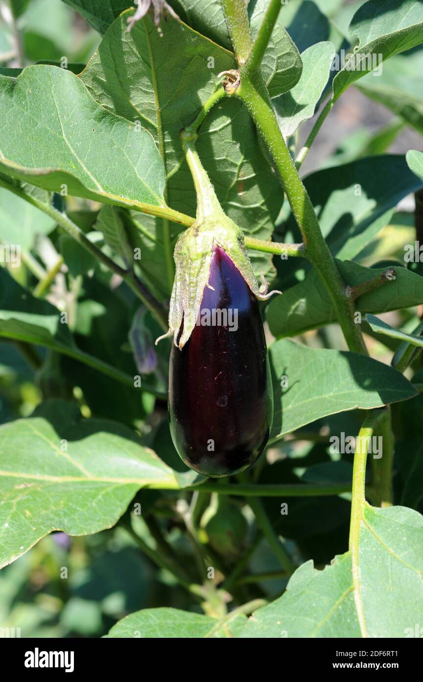 Eggplant or aubergine (Solanum melongena) is an annual herb native to